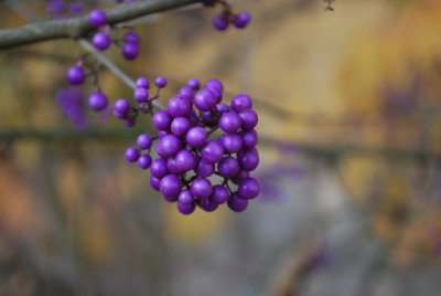 Calicarpa japonica - krásnoplodka japonská - plody